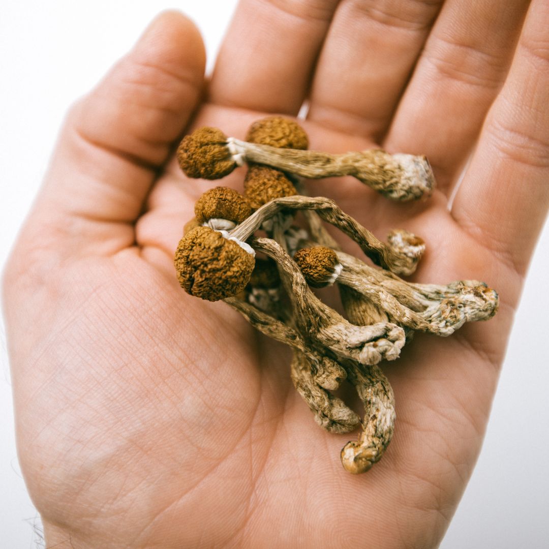 Mushroom Medicines